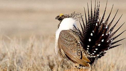 Feds say new investments in Oregon sage grouse habitat paying off, but conservationists disagree